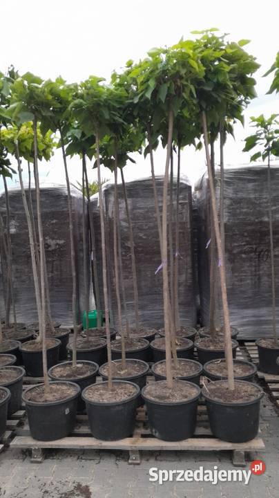 Katalpa Nana drzewo tlenowe kula 5 letnia na Liściaste Pabianice sprzedam