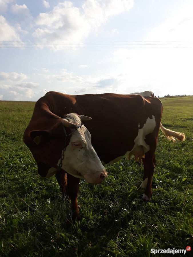 Krowa cielna Nowy Targ