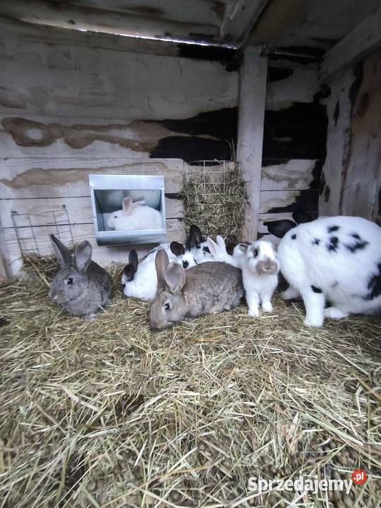 Sprzedam króliki młode są gotowe do odbioru 15 Kuny