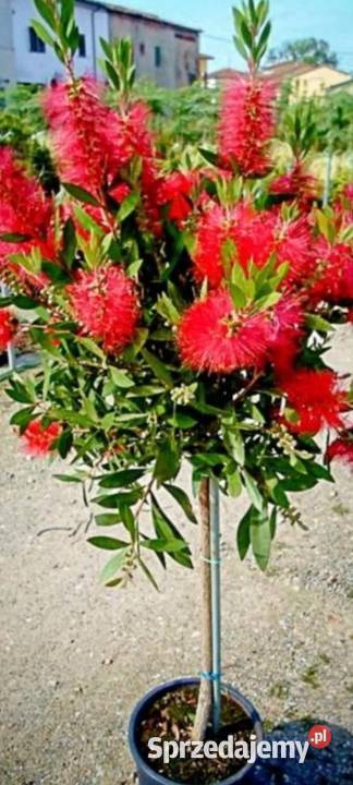 Rośliny szczepione Radymno