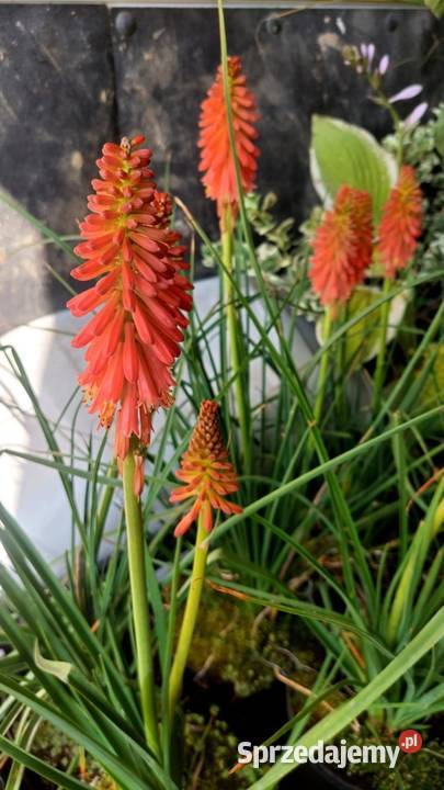 Byliny Jaszczów-Kolonia