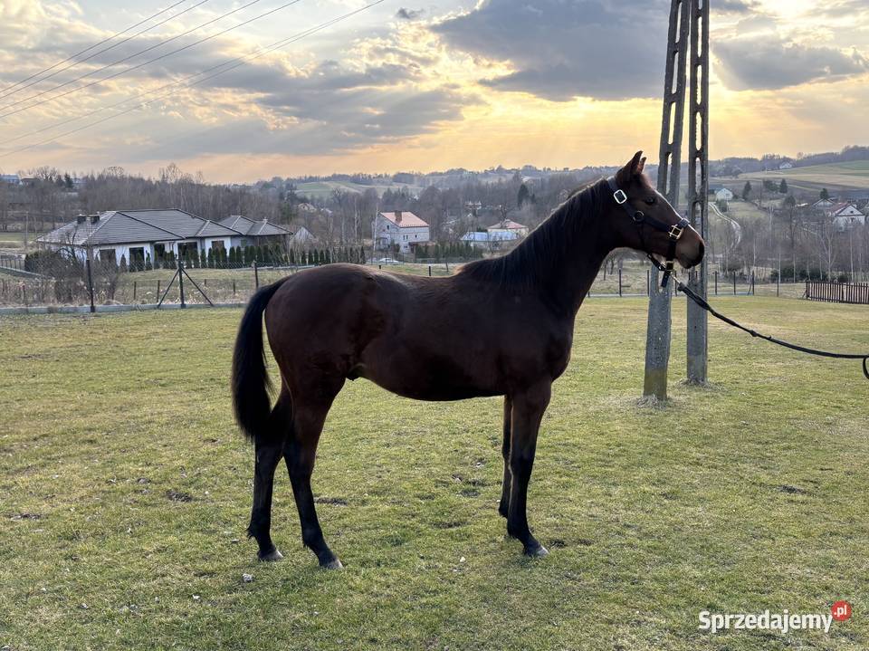 Roczny ogierek do sportu pilna sprzedaż do Tarnów