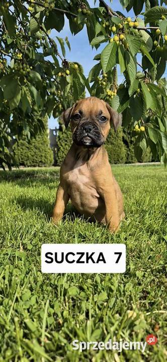 Suczka Bokser Ostatnia