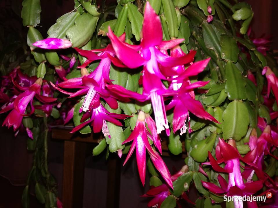 Zygokaktus grudnik Szlumbergera kaktus Kaktusy i sukulenty Warszawa sprzedam