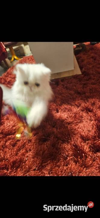 Śliczne kocurki Perskie Koty Perskie Majdan Królewski