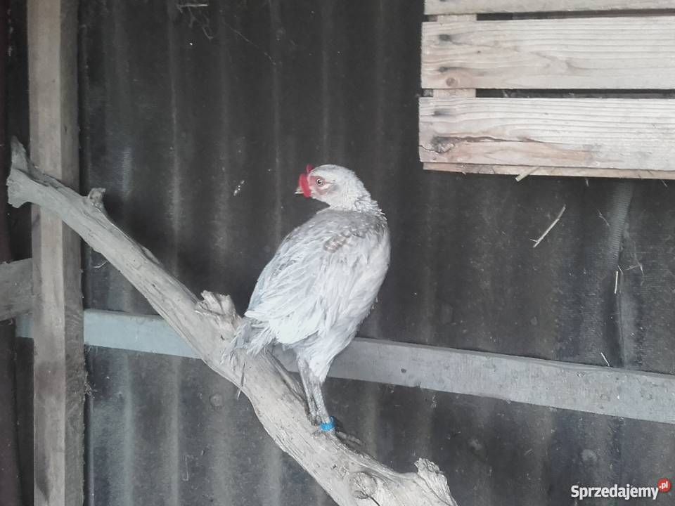 Bażanty łowne SREBRNE