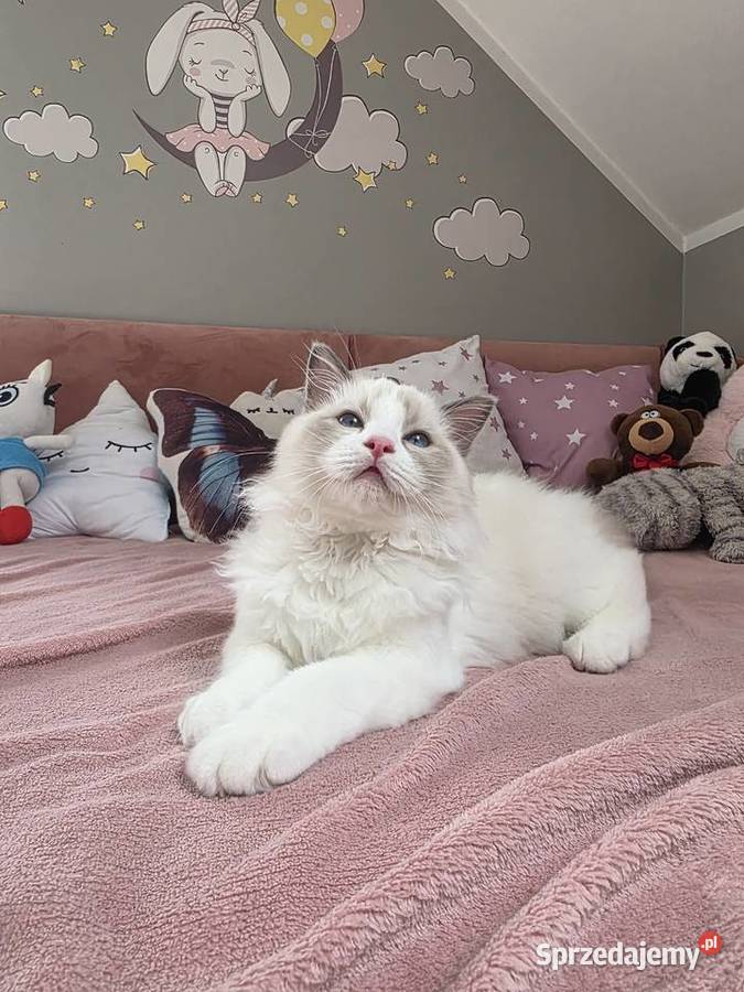 słodki kocurek kotek Latte FPL FiFE juz gotowy Uścikowo