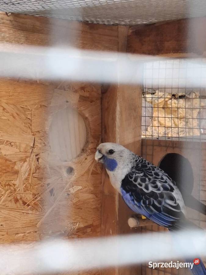 Rozella królewska samiec wielkopolskie Lubiechowo