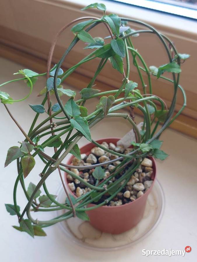 Ceropegia ciekawa odmiana kwitnie roślina z
