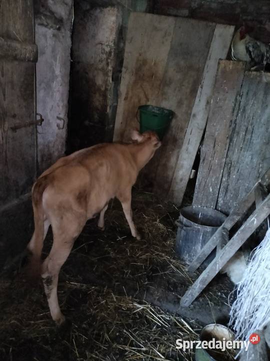 Cielisia Jersey Różanka