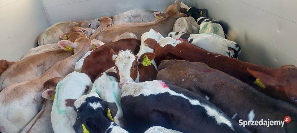 Byczki mięsne cielęta Łomża