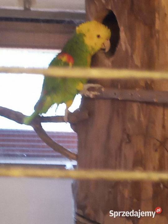 Amazonka budka lęgowa