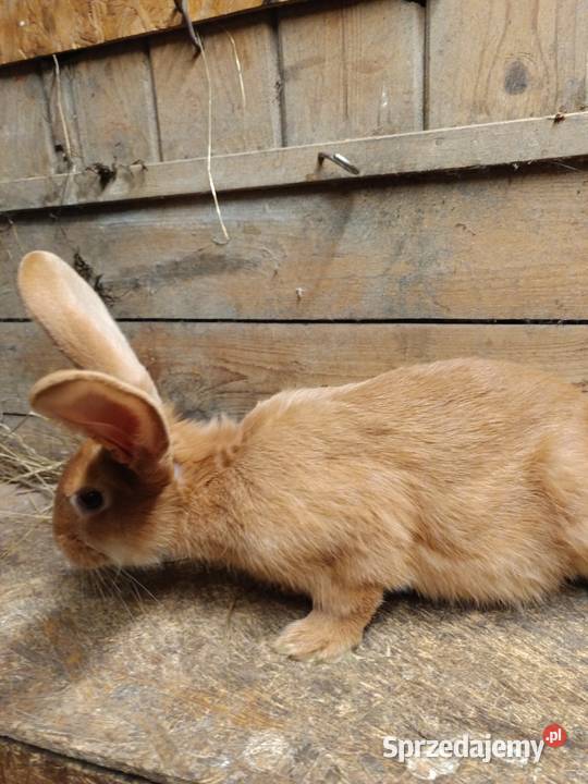 Sprzedam króliki małopolskie Janowice