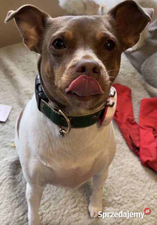 Hotel psów Hotelik psów Florkowo zachodniopomorskie Łowiska