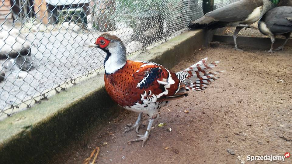 bażant eljot kasztanowy wielkopolskie Kępno sprzedam