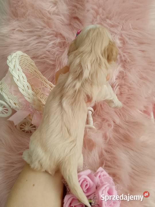 Suczka rasy ShihTzu Shih Tzu