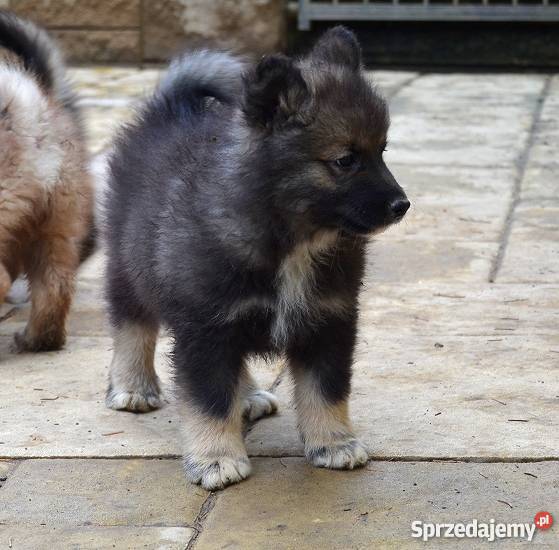 Szczenięta rasy Fiński Lapphund rodowód FCI Psy Opole