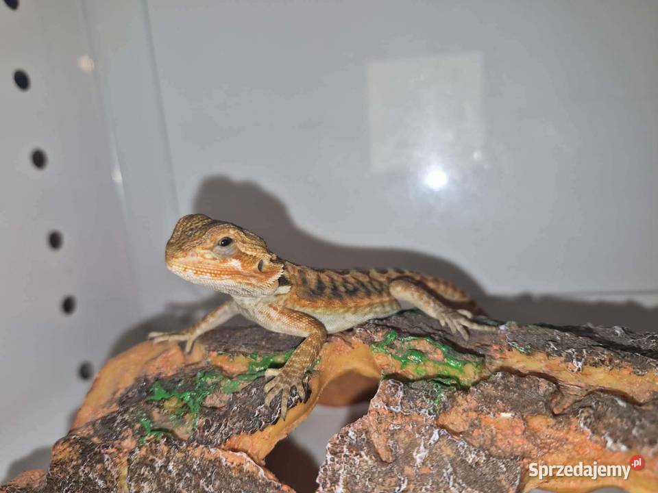 Agama brodata Jawor