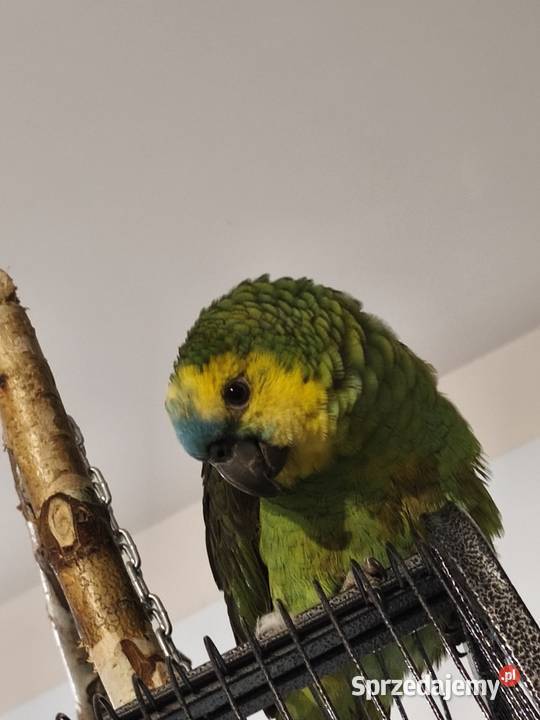 Amazonka niebieskoczelna małopolskie Olkusz