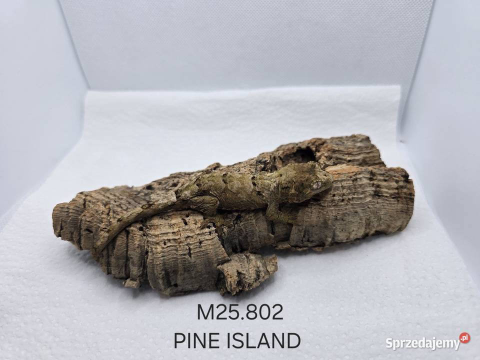 Gekon omszały śląskie Zawiercie