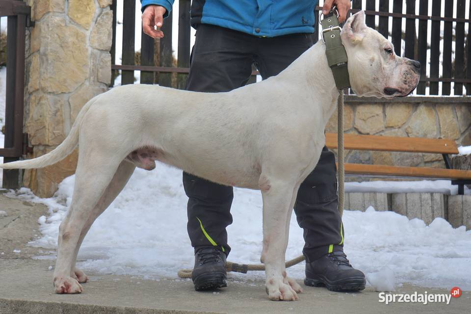 Szczeniaki Dog Argentyński ZKwP FCI Rezerwacja Gończyce sprzedam
