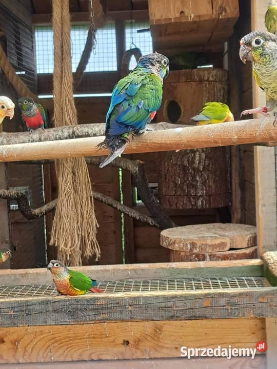 Papugi Rudosterki Zator