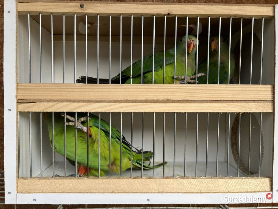 Sprzedam papugi różne gatunki Jaworowa