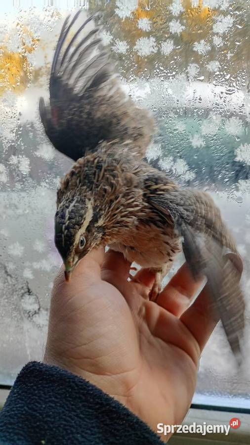 Samce przepirki sprzedam Pozostałe