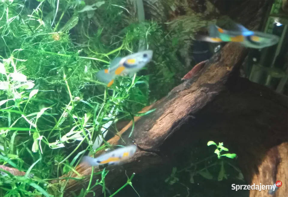 Młode gupiki samce samczyki 23 pomarańczowe Z Gorzów Wielkopolski sprzedam