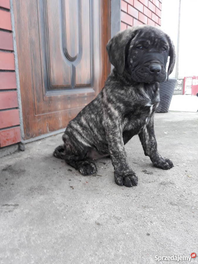 Szczeniaki Dog Kanaryjski Dogo Canario łódzkie