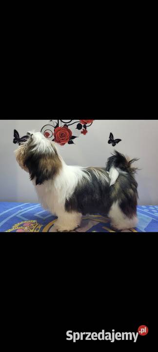 Shih tzu piesek Mokrsko sprzedam