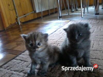 dwa sliczne kotki mieszane kocie brytyjskim śląskie Koziegłowy sprzedam