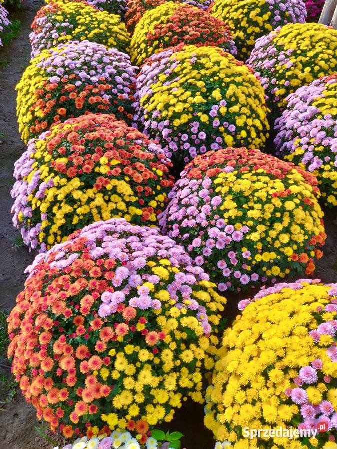 Chryzantemy Hurt Detal różne kolory Jawor