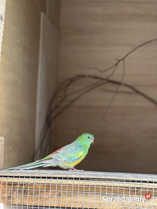 Świergotka Bierdzany