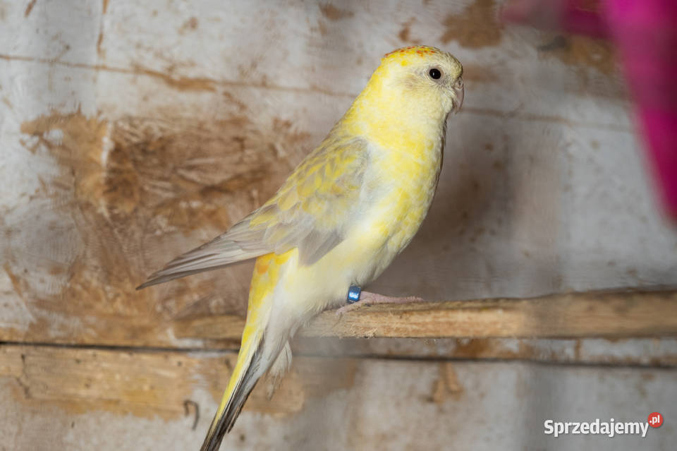 Para świergotów 20232022 Chmielnik