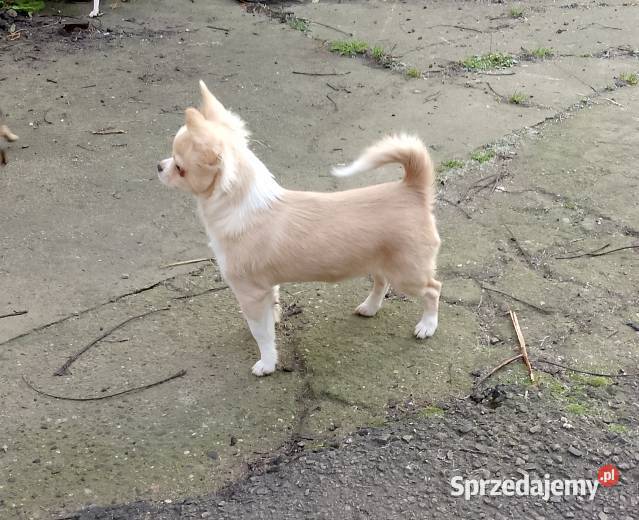 Chihuahua chłopiec długowłosy