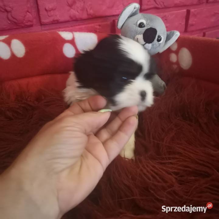 Śliczny PIESEK rasy Shih tzu piękny szczeniaczek zachodniopomorskie Szczecinek