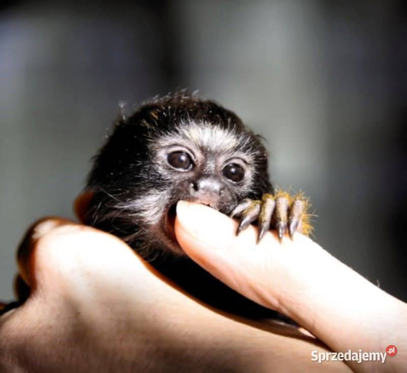 Tamaryna złotoręka Pozostałe Łódź sprzedam