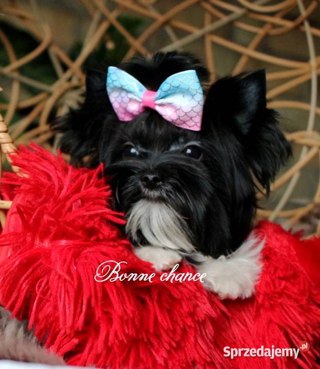 Yorkshire terrier Black white lalunia podlaskie Suwałki