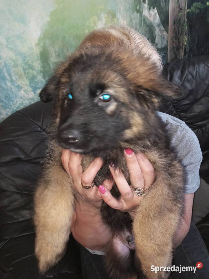 OWCZAREK NIEMIECKI DŁUGOWŁOSYSZCZENIĘTA Szczecin sprzedam