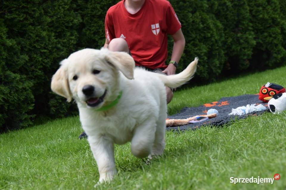 Golden Retriever Zkwp fci