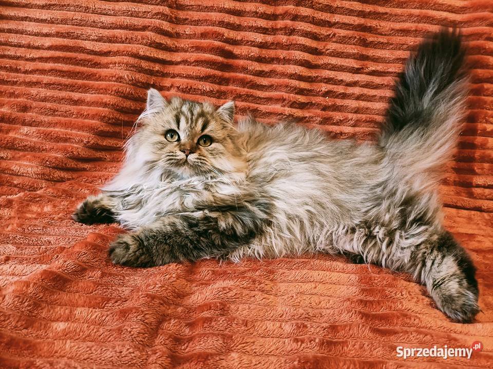 Kot brytyjski kocurek długowłosy point sprzedam