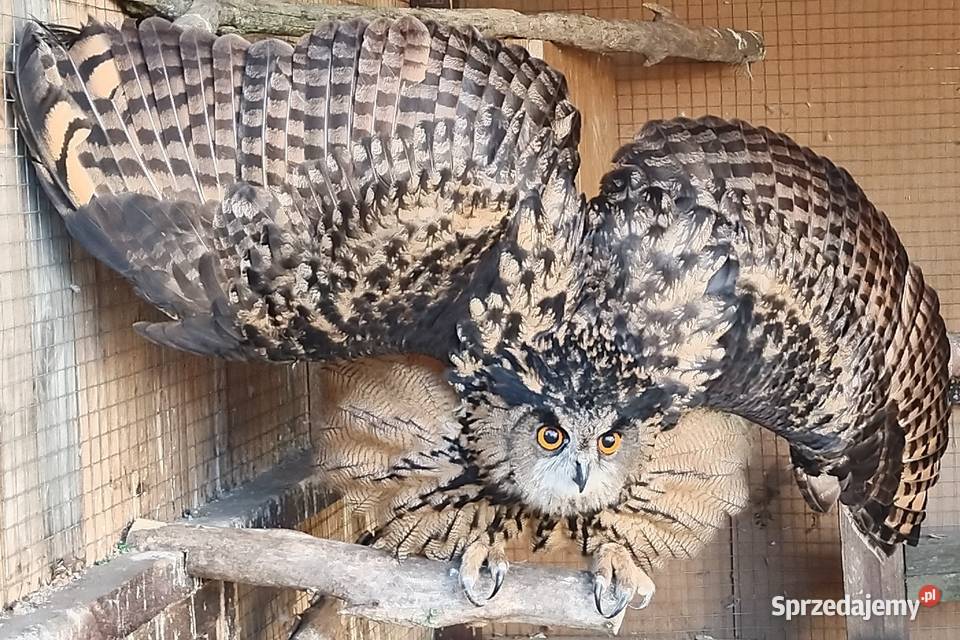 Puchacz Bubo Bubo śląskie Nieborowice
