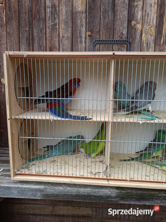 Papugi różne Czarna Kolonia