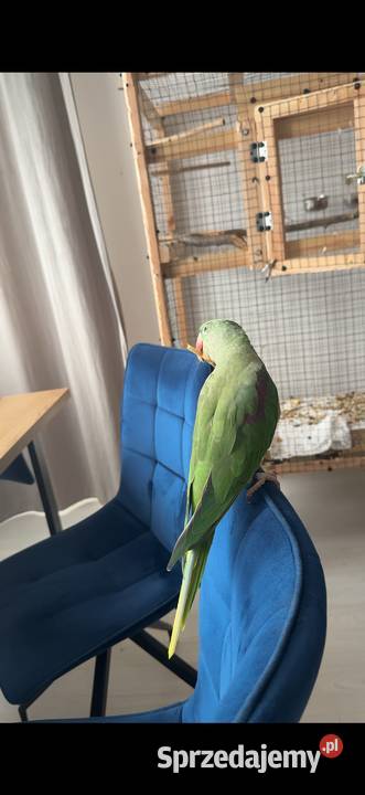 Papuga aleksandretta wielka Oława