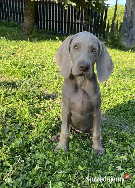 Wyżeł weimarski FCI suczka Gołcza