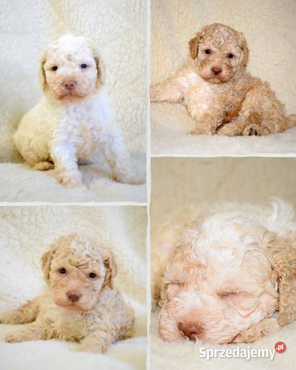 Lagotto Romagnolo Lipno