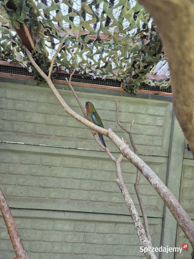 Rozella królewska Ptaki Wołomin sprzedam