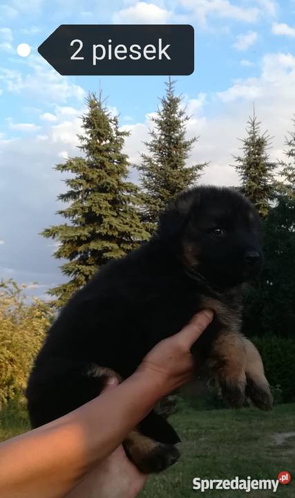 Owczarki Niemieckie Radzyń Podlaski