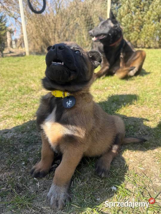 Owczarek Belgijski Malinois